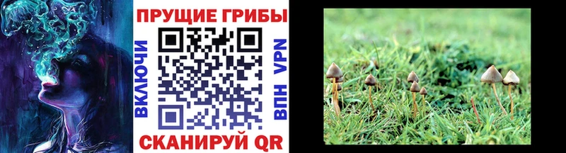 Галлюциногенные грибы Magic Shrooms  Приморск 
